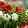 Combo – Bloomin Glory – 12″ Patio Pot